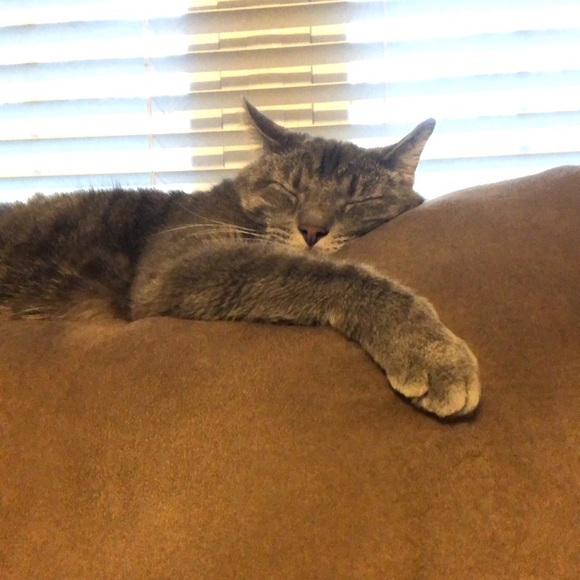 Meet your Posher, Megan - Picture 4 of 5